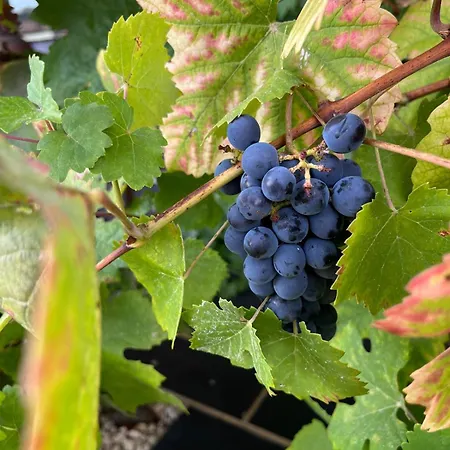 Tranca Da Barriga - Casa Do Vinho By Quinta De Sao Tiago كوفيلهَ