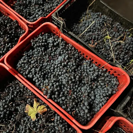 Tranca Da Barriga - Casa Do Vinho By Quinta De Sao Tiago Séjour à la ferme Covilhã
