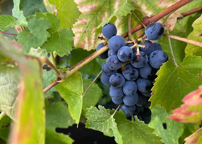 Tranca Da Barriga - Casa Do Vinho By Quinta De Sao Tiago Covilhã