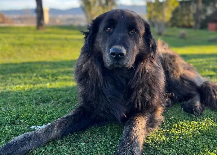 Tranca Da Barriga - Casa Do Vinho By Quinta De Sao Tiago Farmház Covilhã
