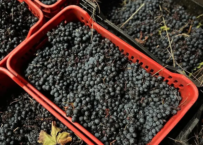 Tranca Da Barriga - Casa Do Vinho By Quinta De Sao Tiago Séjour à la ferme Covilhã